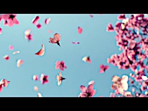 The Dandelion — The Dandelion - Every Other Day