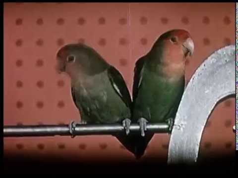 Ninos Du Brasil — Ninos Du Brasil - Legiões De Cupins (parrotdance version)