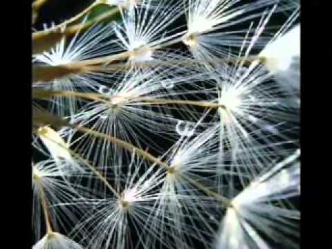 Richard Harris — One Of The Nicer Things - Richard Harris