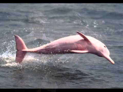 Phil Manzanera — Manzanera & Dias -  "Pink Dolphin"