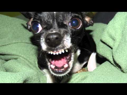 Detest — Destest - Madball