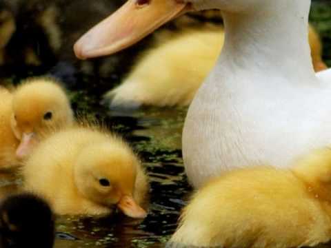 Tom T. Hall — I Love, Tom T Hall, Little baby duck song