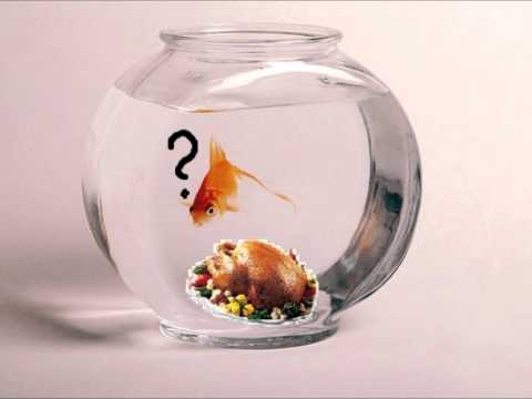 John Kongos — John Kongos   Confusions about a Goldfish