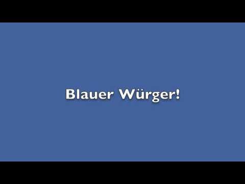 Amor & Die Kids — amor & die kids blauer wuerger