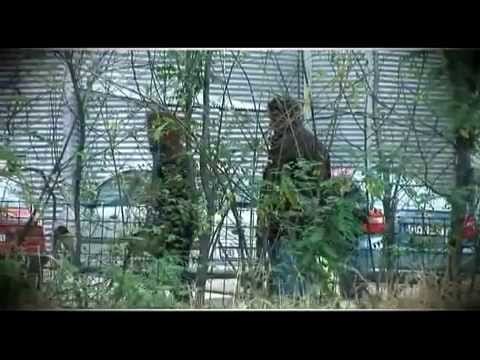 Sorina — Nicolae Guta si Denisa - Te rog sa te intorci la mine - manele de dragoste