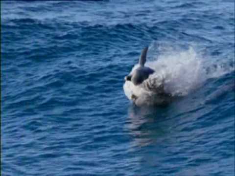 Stephen Schlaks — Stephen Schlaks Blue Dolphin.mpg