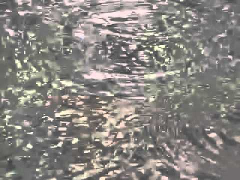 Sleep Capsule — SLEEP CAPSULE - Birdthirst