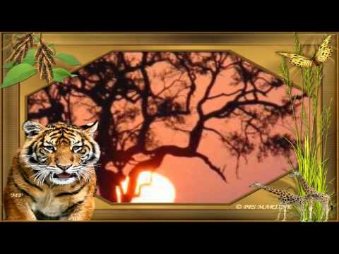 Johnny Wakelin — In Zaire -- Johnny Wakelin