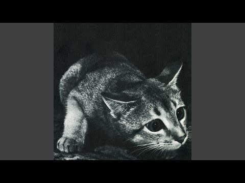 Cindy (57) — Animal Past