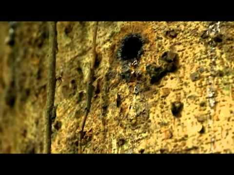 Ambre — Ambre & Mark Spybey - Visite Au Zoo Triste