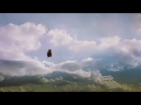 POND — Constant Picnic