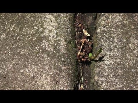 Skeletons (2) — Skeletons — Don't Smother It (Official Video)