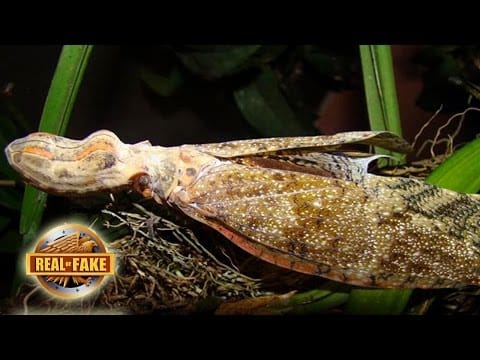 Big Fat Snake — Deadly Snake With Wings - real or fake?