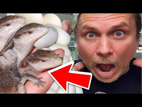 Big Fat Snake — SNAKE EGG INSANITY and more BABY LIZARDS BORN!!! | BRIAN BARCZYK