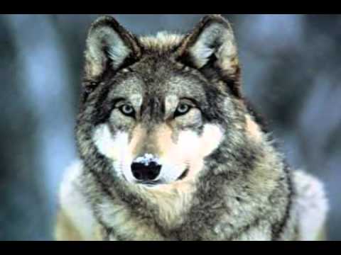 Sacred Spirit — Sacred Spirits   Ly O Lay Ale Loya