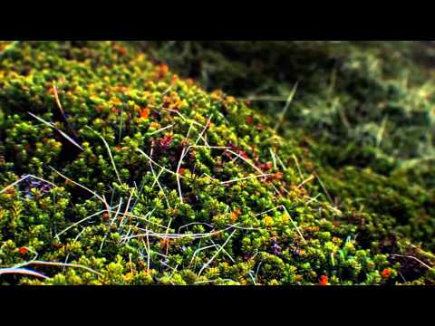 Muted — Muted - Special Place ft. Jófríður (Official)