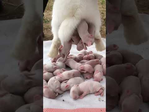 Wildlife (14) — Cute rabbit baby😍#shorts #rabbit #shortsvideo #short