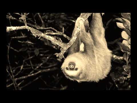 Flanders & Swann — Flanders and Swann - The Sloth