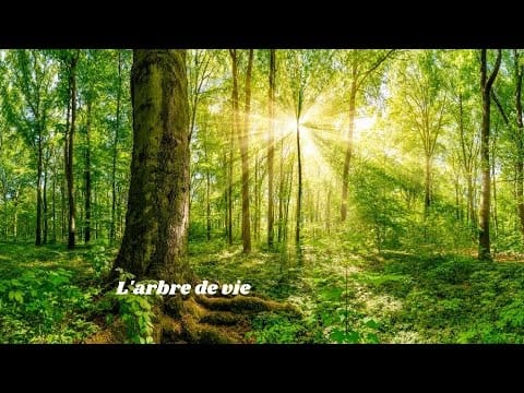 Daniel Berthiaume — L'arbre de vie : Visualisation