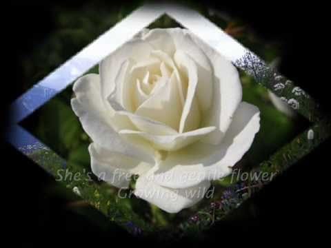 Skylark (3) — Wildflower - song by Skylark (lyrics)