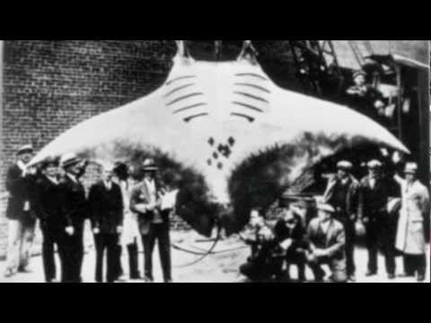 Fockewulf 190 — FOCKEWULF 190 UFO