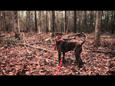 Shovels And Rope — Shovels & Rope - Birmingham (Official Music Video)