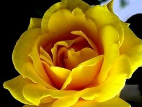 Ronnie Von — Ronnie Von - Uma Dúzia de Rosas