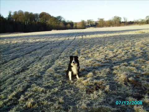 Peter Shelley — Love Me Love My Dog  /  Peter Shelley (1975)
