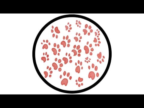 PAWSA — PAWSA - THE GROOVY CAT [PAWZ004]