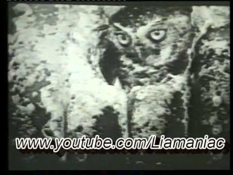 Dino Razzone — Dino - Rendezvous (Original Video 1986)