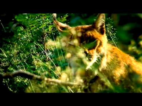 Katarzyna Nosowska — Katarzyna Nosowska - "O lesie". Teledysk kampanii "Natura 2000. Poczuj to!"