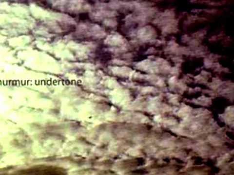 Murmur — Murmur : pansula
