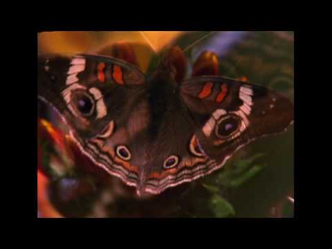 Jefre Cantu-Ledesma — Jefre Cantu-Ledesma - Tenderness [Official Video]