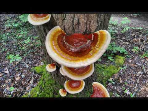 Twilight Fauna — Twilight Fauna - Annointing Oil