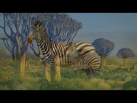 Toni Childs — Toni Childs. Zimbabwe