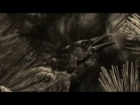 L'Impero Delle Ombre — L'IMPERO DELLE OMBRE - Corvi Neri - OFFICIAL VIDEOCLIP * JOLLY ROGER RECORDS