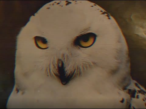 Videoman (2) — Stylar - Someone At Night (Italo-Disco Music Video)