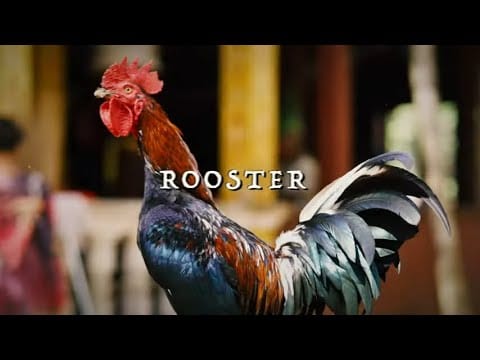 JJ Grey & Mofro — JJ Grey & Mofro - Rooster (Official Lyric Video)