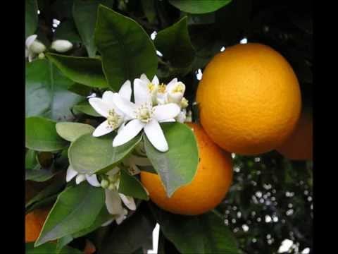 Percy Faith — Percy Faith - Orange Blossom Special