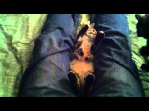 The Detroit Cobras — Leave My Kitten Alone - The Detroit Cobras