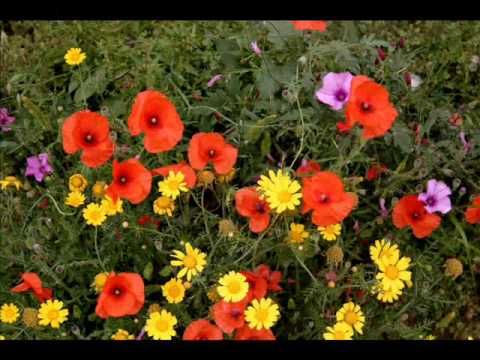Frank Boeijen — Frank Boeijen - "Wilde Bloemen"