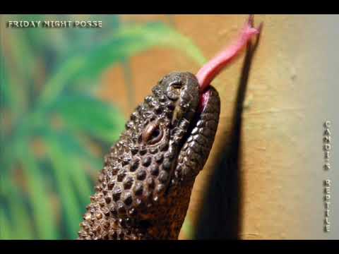 Friday Night Posse — Friday Night Posse - Candi's Reptile