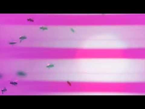 Acid Fountain — "Dystopia Then Hop Hop" by Acid Fountain