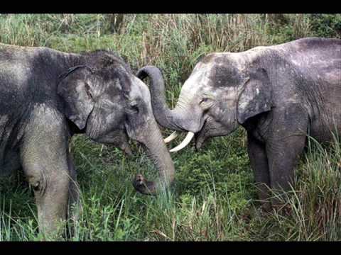 Kamahl — Kamahl - The Elephant Song