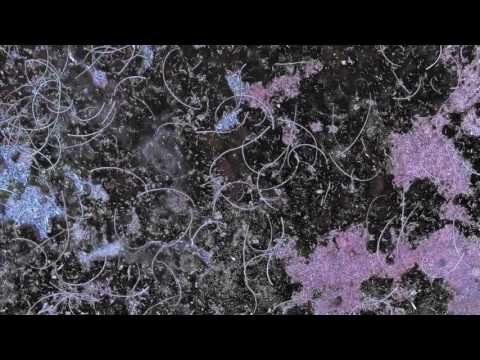 Otto Lindholm — Otto Lindholm - Caïman (Official video)