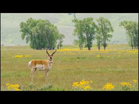 Kai Winding — Kai Winding ：  Amy's Theme