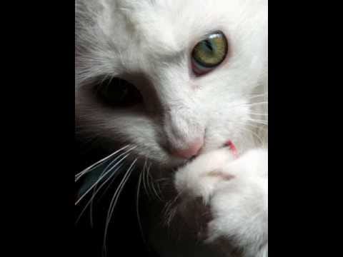 Headbutt — headbutt - mouse patrol