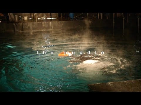The Maccabees — The Puddle