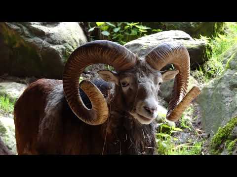 Areski - Brigitte Fontaine — Brigitte Fontaine et Areski Belkacem - La renarde et le bélier touffu