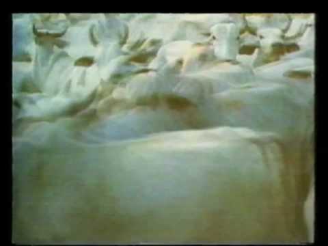 Bruce Cockburn — Bruce Cockburn - If A Tree Falls